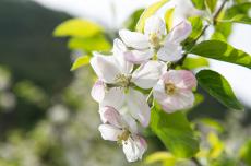 Apfelblüte im Frühjahr