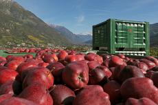 Apfelkisten mit Red Delicious