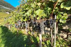 Weinberg