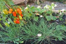 Kräutergarten mit aromatischen Kräutern