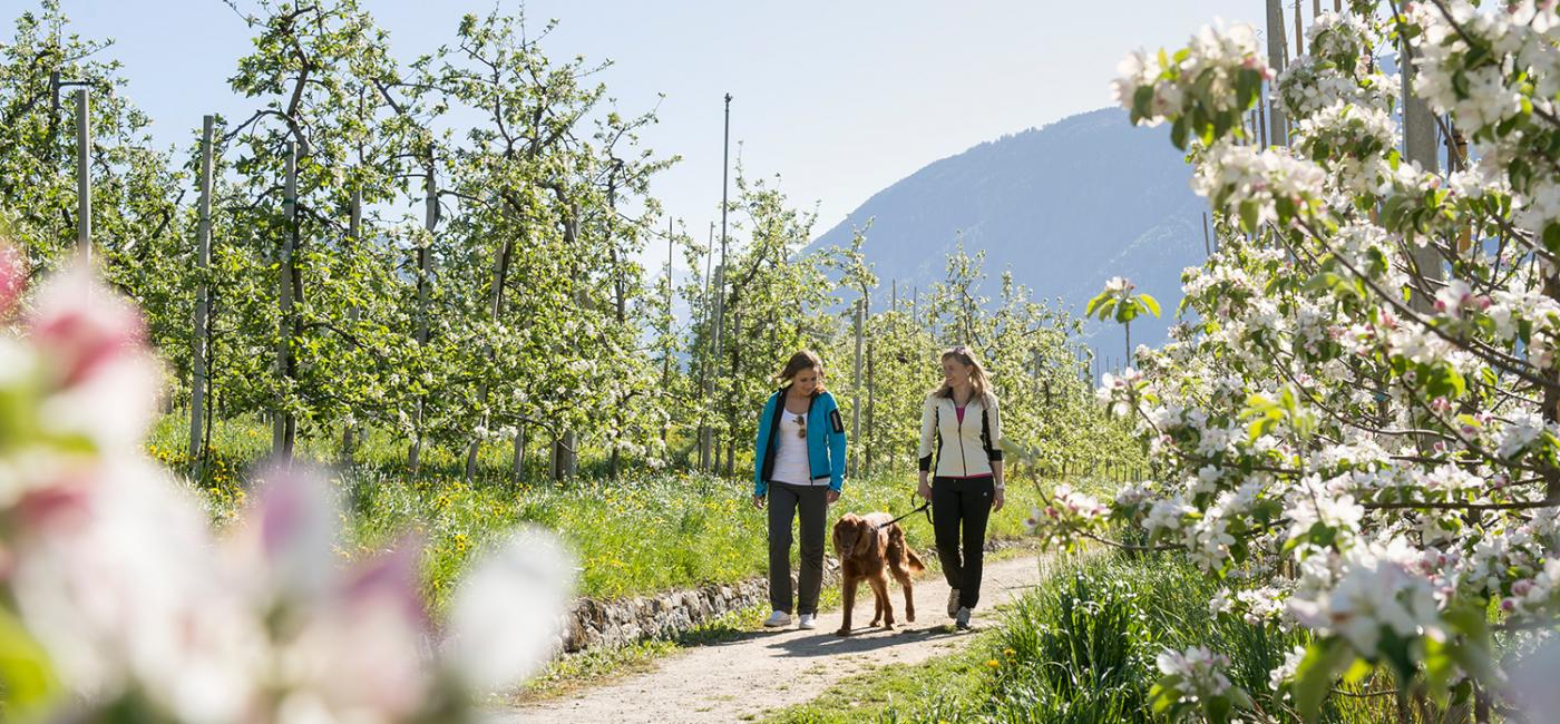 Passeggiata attraverso i frutteti in fiore