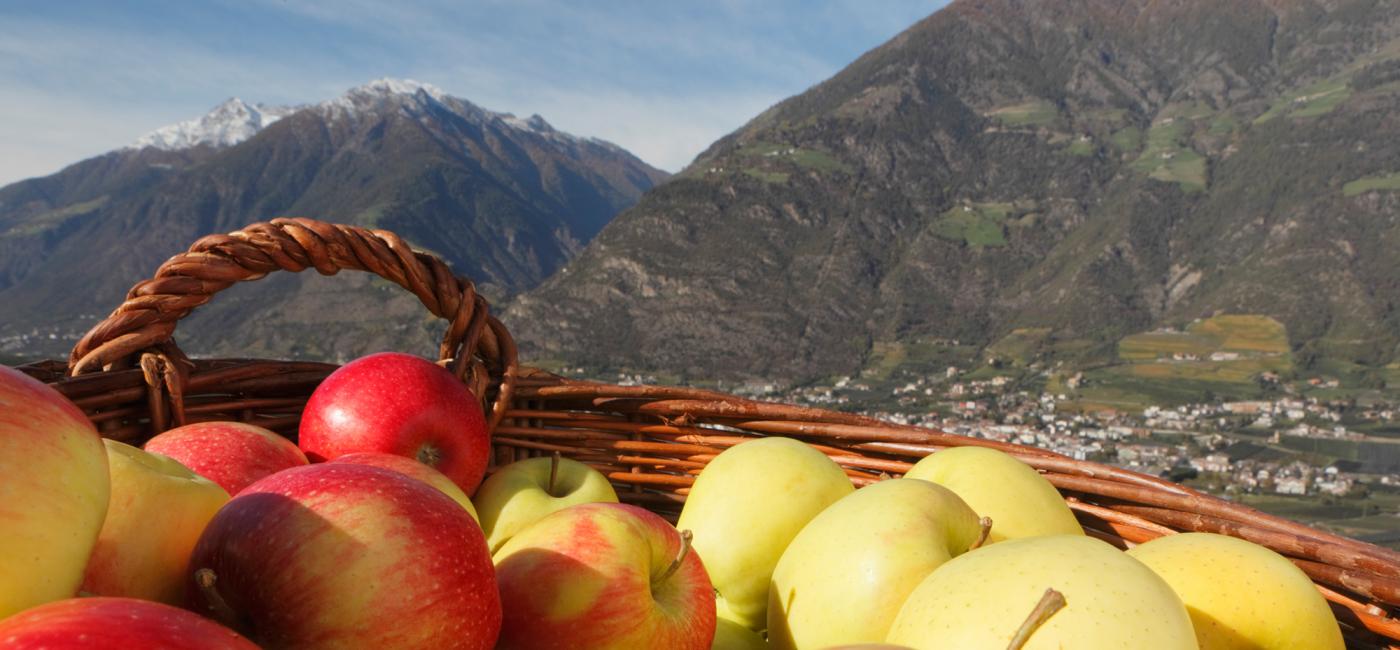 Südtiroler Äpfel frisch vom Baum