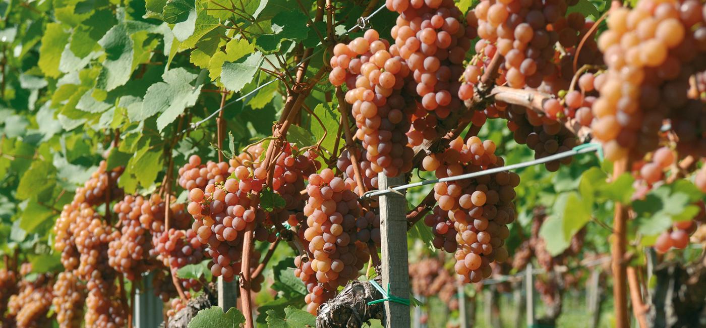 Weinreben in Südtirol